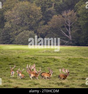 Gruppe von Hirschen in Dyrehaven, nördlich von Kopenhagen, Dänemark Stockfoto