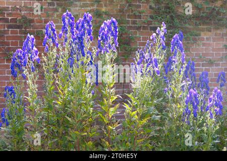 Hinterleuchtete blaue Herbstblumen der Sorte Monkshood Aconitum carmichaelii Barkers im britischen Garten September Stockfoto