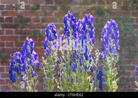 Hinterleuchtete blaue Herbstblumen der Sorte Monkshood Aconitum carmichaelii Barkers im britischen Garten September Stockfoto