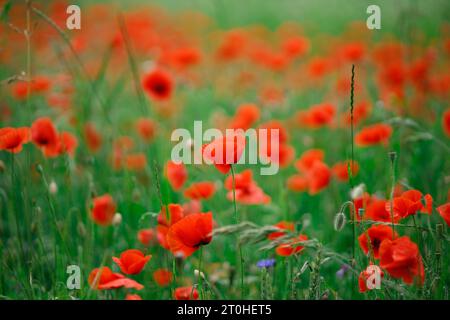 Rotes Mohnfeld mit Blumen im Sommer Stockfoto