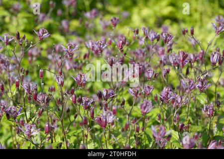 Melierte violette Herbstblumen von Toad Lily Tricyrtis formosana „Dark Beauty“ im britischen Garten September Stockfoto