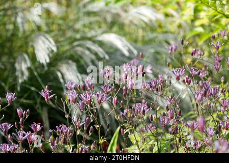 Melierte violette Herbstblumen von Toad Lily Tricyrtis formosana „Dark Beauty“ im britischen Garten September Stockfoto