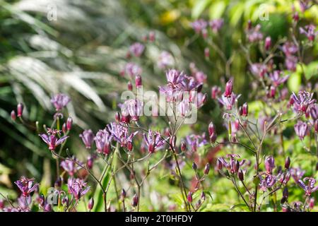 Melierte violette Herbstblumen von Toad Lily Tricyrtis formosana „Dark Beauty“ im britischen Garten September Stockfoto