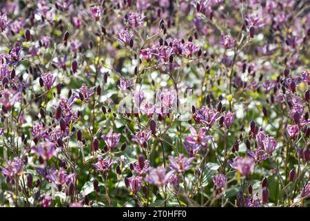 Melierte violette Herbstblumen von Toad Lily Tricyrtis formosana „Dark Beauty“ im britischen Garten September Stockfoto