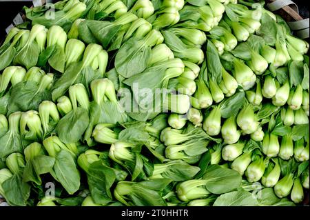 Baby Pak Choy (Chinakohl) auf einem Bauernmarkt in China Stockfoto