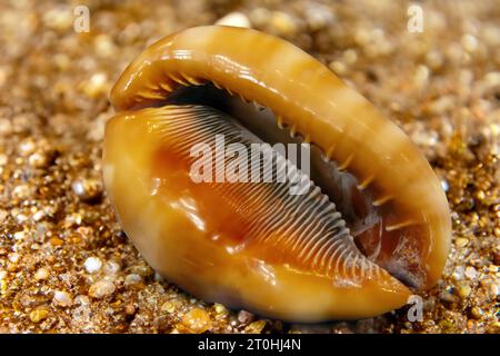 Cypraecassis rufa, auch bekannt als Bull Mouth Helm oder Queen Shell Stockfoto