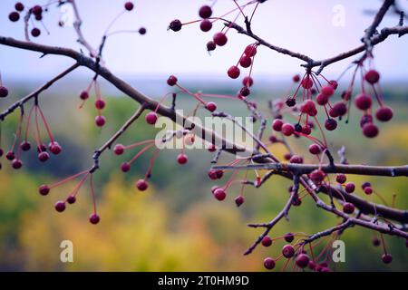 Äpfel Ranetki Hintergrund gelbes Herbstlaub Stockfoto