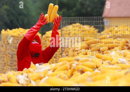 Peking, Chinas Provinz Shandong. Oktober 2023. Ein Bauer sammelt geerntete Körner im Dorf Jiatang, Stadt Gaomi, ostchinesische Provinz Shandong, 7. Oktober 2023. Quelle: Li Haitao/Xinhua/Alamy Live News Stockfoto