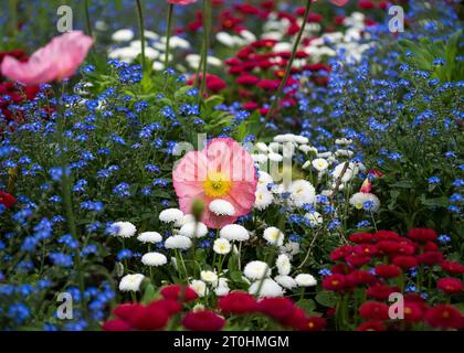 Eine lebhafte Landschaft mit einem atemberaubenden Meer aus rosa Mohnblumen und Vergissmeinnnots vor einem Hintergrund von blauen und weißen Wildblumen Stockfoto