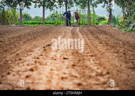 Peking, Chinas Provinz Shandong. Oktober 2023. Bauern säen Winterweizen im Dorf Taoyuan, Bezirk Licheng in Jinan, ostchinesische Provinz Shandong, 7. Oktober 2023. Quelle: Wang Qi/Xinhua/Alamy Live News Stockfoto