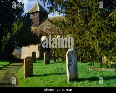 Blick auf zwei der Eiben (Baum 3 auf L, Baum 4 auf R) im Kirchhof von St Mary Magdalene, Ashford Carbonel Parish, Shropshire, England, Großbritannien. Stockfoto