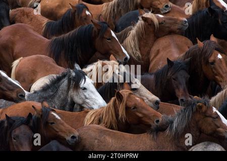 Pferde eines Festivals in Galicien, spanien Stockfoto