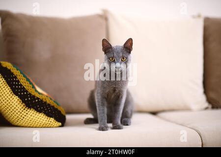 Fesselndes Porträt einer grauen blauen russischen Katze auf einem beigefarbenen Sofa, mit scharfem Fokus auf ihren auffälligen Augen in geringer Schärfentiefe. Stockfoto