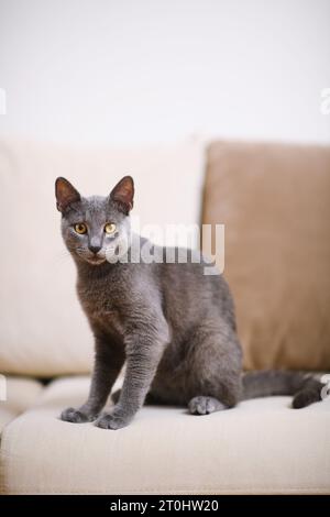 Fesselndes Porträt einer grauen blauen russischen Katze auf einem beigefarbenen Sofa, mit scharfem Fokus auf ihren auffälligen Augen in geringer Schärfentiefe. Stockfoto