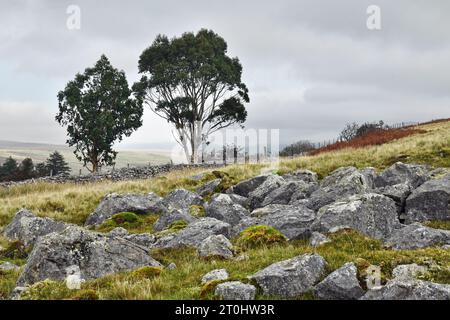 Der Baum im Zentrum ist ein Eukalyptusbaum und ist seit vielen Jahren dort - an den Brecon Beacons - gleich an der A4059 von der A470 nach Penderyn. Stockfoto