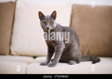 Fesselndes Porträt einer grauen blauen russischen Katze auf einem beigefarbenen Sofa, mit scharfem Fokus auf ihren auffälligen Augen in geringer Schärfentiefe. Stockfoto