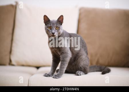 Fesselndes Porträt einer grauen blauen russischen Katze auf einem beigefarbenen Sofa, mit scharfem Fokus auf ihren auffälligen Augen in geringer Schärfentiefe. Stockfoto