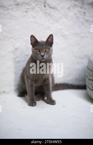 Neben einem dekorativen, weiß lackierten Autoreifen sitzt eine scharfe russische blaue Katze, die unsere Aufmerksamkeit mit ihrem direkten Blick vor einem rein weißen Hintergrund auf sich zieht Stockfoto