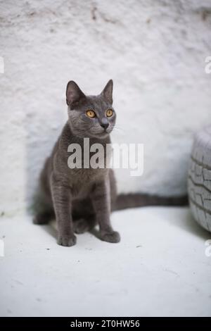 Neben einem dekorativen, weiß lackierten Autoreifen sitzt eine scharfe russische blaue Katze, die unsere Aufmerksamkeit mit ihrem direkten Blick vor einem rein weißen Hintergrund auf sich zieht Stockfoto