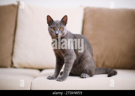 Fesselndes Porträt einer grauen blauen russischen Katze auf einem beigefarbenen Sofa, mit scharfem Fokus auf ihren auffälligen Augen in geringer Schärfentiefe. Stockfoto