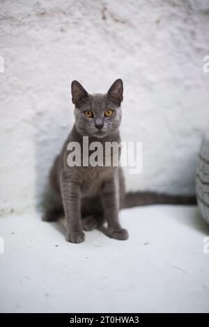 Neben einem dekorativen, weiß lackierten Autoreifen sitzt eine scharfe russische blaue Katze, die unsere Aufmerksamkeit mit ihrem direkten Blick vor einem rein weißen Hintergrund auf sich zieht Stockfoto