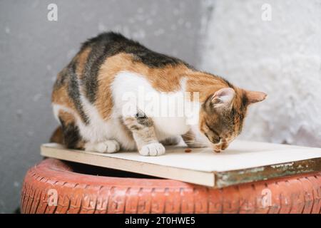 Eine charmante dreifarbige Katze genießt ihren Leckerbissen, die auf einem roten, dekorativen Autoreifen vor einer weißen Wand sitzt Stockfoto