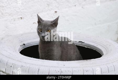 Eine russische blaue Katze sitzt perfekt auf einem dekorativen, weiß lackierten Autoreifen und blickt neugierig um sich herum, ihre faszinierenden Augen bewegen sich von links Stockfoto