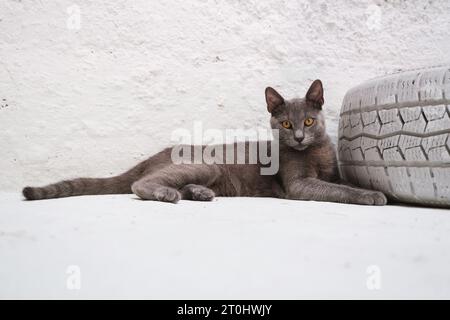 Eine faszinierende blaue russische Katze liegt neben einem dekorativen weiß lackierten Autoreifen und blickt direkt in die Kamera vor einem makellosen weißen Hintergrund Stockfoto