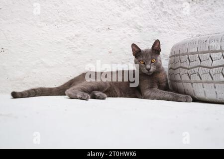 Eine faszinierende blaue russische Katze liegt neben einem dekorativen weiß lackierten Autoreifen und blickt direkt in die Kamera vor einem makellosen weißen Hintergrund Stockfoto