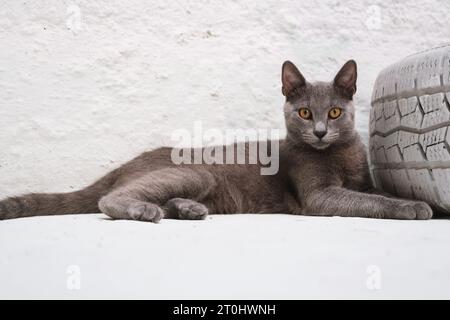 Eine faszinierende blaue russische Katze liegt neben einem dekorativen weiß lackierten Autoreifen und blickt direkt in die Kamera vor einem makellosen weißen Hintergrund Stockfoto