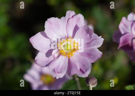 Rosafarbene Herbstblumen der japanischen Anemone Konigin Charlotte im britischen Garten September Stockfoto