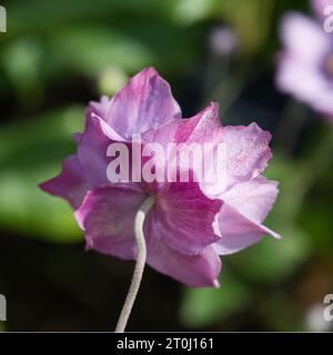 Rosafarbene Herbstblumen der japanischen Anemone Konigin Charlotte im britischen Garten September Stockfoto