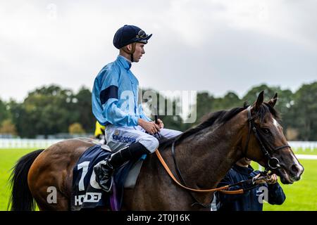 Atrium wurde von Jockey Harry Davies gefahren, nachdem er den Howden Challenge Cup auf der Ascot Racecourse in Berkshire gewonnen hatte. Bilddatum: Samstag, 7. Oktober 2023. Stockfoto