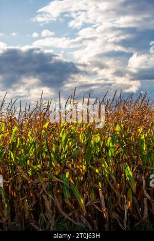 Nahaufnahme eines Getreidefeldes aus Wisconsin mit Sonnenlicht, senkrecht Stockfoto