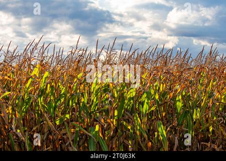 Nahaufnahme eines Getreidefeldes aus Wisconsin mit Sonnenlicht, horizontal Stockfoto