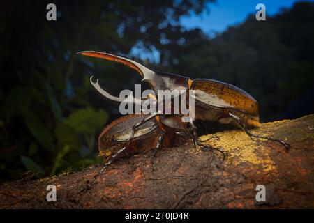 Dynastes hercules Nashornkäfer aus Dynastinae Scarabaeidae. Der größte Käfer der Welt aus tropischen Regenwäldern. Dynastid-Käfer mit Horn Stockfoto