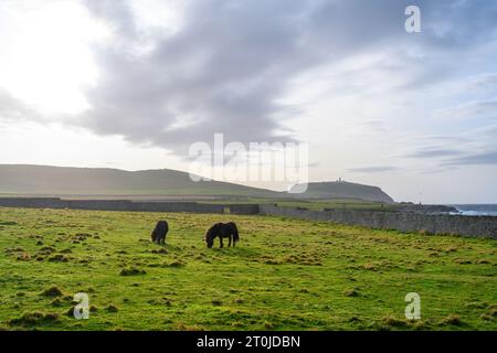 Shetland Ponys in einem Feld in der Nähe von Jarlshof, mit Sumburgh Lighthouse in der Ferne, Festland, Shetland, Schottland, Großbritannien Stockfoto