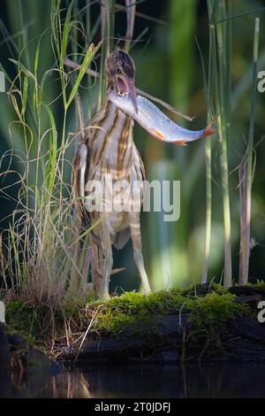 Kleiner Ibis (Ixobrychus minutus) hält einen frisch gefangenen Fisch im Schnabel in einem Sumpfhabitat. Stockfoto