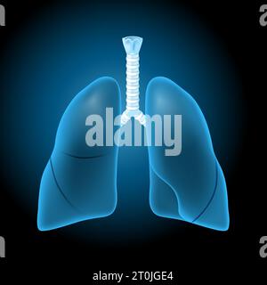 Lungen mit glühender Wirkung. Realistische transparente blaue Lungen auf dunklem Hintergrund. Das menschliche Atmungssystem. Illustration für Design im Gesundheitswesen. Vektor d Stock Vektor