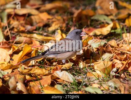 Ein dunkeläugiger Junco (rosafarbene Seite), der in der Herbstsaison in Colorado nach Samen sucht. Stockfoto