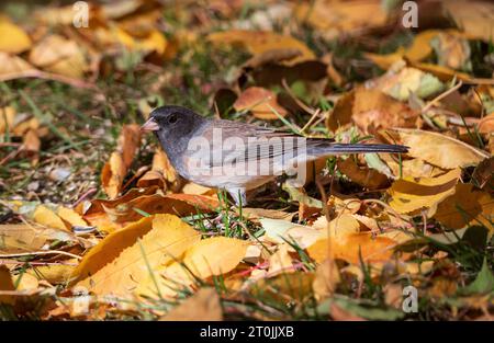 Nahaufnahme des Seitenprofils eines dunkeläugigen Junco in einem Herbstgarten mit gutem Federmuster. Stockfoto