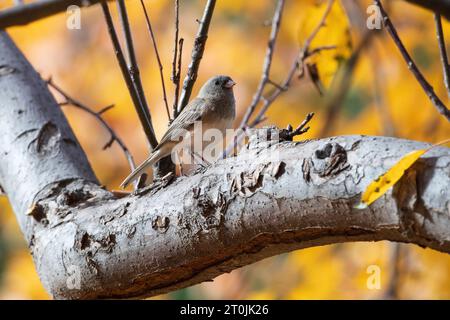 Ein dunkeläugiger Junco, der auf einem Baumzweig vor einem goldenen Herbsthintergrund in Colorado ruht. Stockfoto