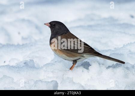 Ein dunkeläugiger Junco (Oregon-Variante) im Schnee im Seitenprofil mit guten Federmustern. Nahansicht. Stockfoto