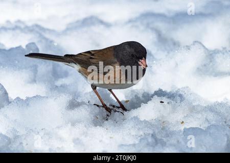 Nahaufnahme eines dunkeläugigen Junco (Oregon-Sorte), der im Winter im Schnee nach Samen sucht. Stockfoto