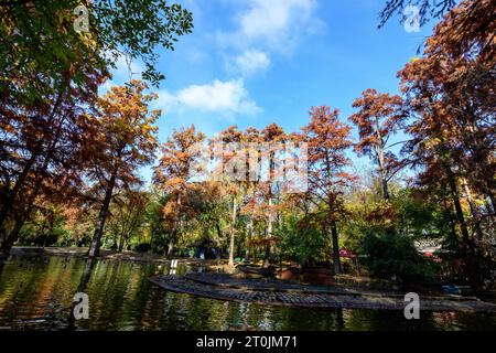 Landschaft mit vielen großen grünen, gelben, orangen und roten alten kahlen Zypressen in der Nähe des Sees an einem sonnigen Herbsttag im Parcul Carol (Carol Park) in Buc Stockfoto