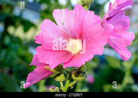 Eine zarte, rosa magentafarbene Blume der Althaea officinalis Pflanze, die an einem sonnigen Sommertag in einem britischen Garten im Landhausstil als Sumpfmalbe bekannt ist, Stockfoto