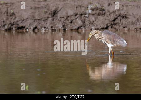 Squacco Reiher (Ardeola ralloides) Angeln in einem See Stockfoto