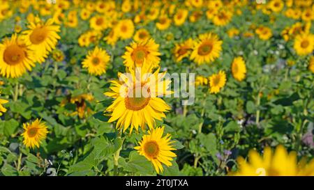 Blühende gelbe Sonnenblumen, Helianthus annuus Stockfoto