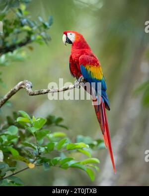 Der scharlachrote Ara (Ara macao) nennt sich auch rot-gelber Ara, rot-blauer Ara oder Rotbrust Ara Stockfoto