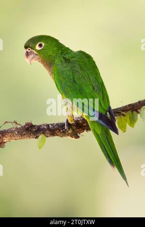 Der Olive-throated-Sittich (Eupsittula nana), auch bekannt als die Olive-throated-Konure in der Vogelkultur, ist eine Vogelart in der Unterfamilie Arinae Stockfoto
